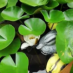 Guest house снежа/ Snezha *