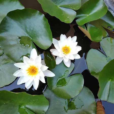 Guest house снежа/ Snezha *