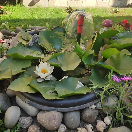 снежа/ Snezha Guest house *