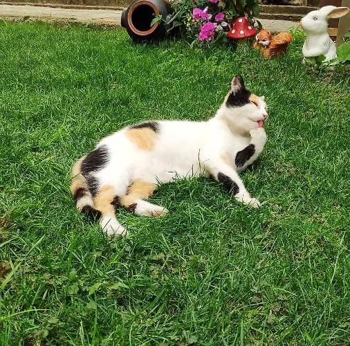 снежа/ Snezha Guest house Obzor