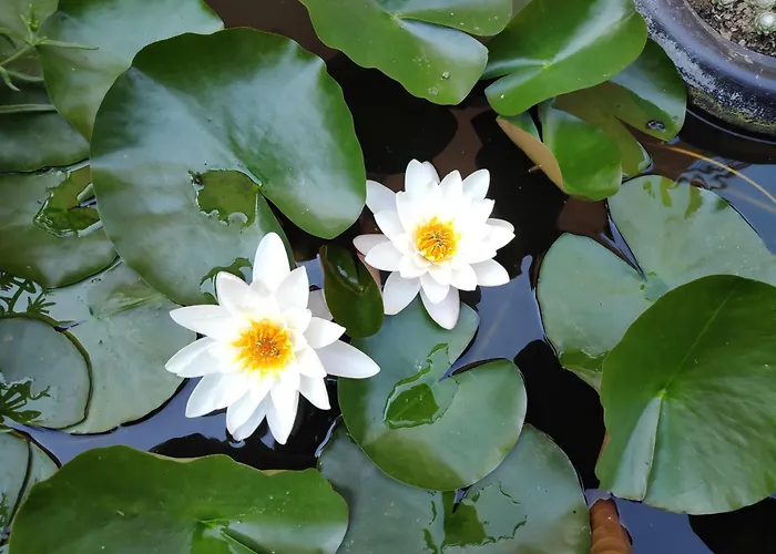 Guest house снежа/ Snezha *